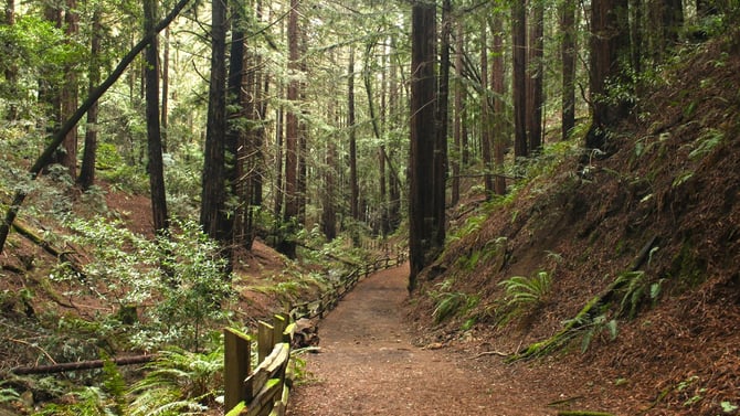 Redwood Regional Park