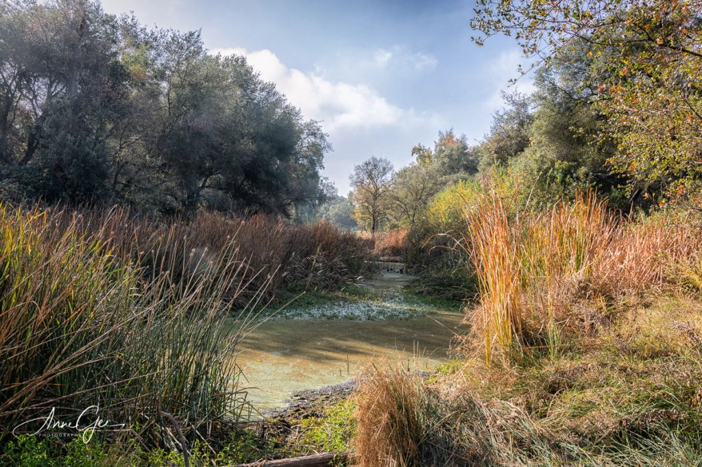 Effie Yeaw Nature Center